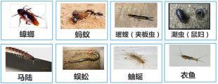 害虫防治